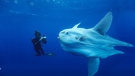 Co żyje w głębinach oceanów?