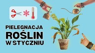 Odkryj sekret ZDROWYCH ROŚLIN domowych w styczniu, o którym mało kto mówi