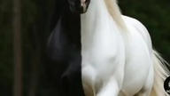 horse 5 #trueman #true #love #śmieszne