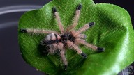 Nowe Avicularia minatrix + Paczka NIESPODZIANKA!