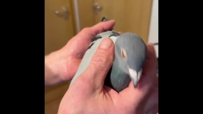 Gołębie do rozpłodu z hodowli Rafał Steinhof - film z prezentacją gołębi 2026