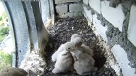 Pustułki i wielkie żarcie pisklak&oacute;w