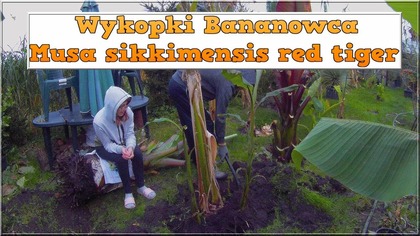 Odc-786. Pomiary,wykopki musa sikkimensis red tiger-To już pokolenia-Matka,córki,dzieci,szybki wzrost