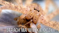 KARMIENIE i ogarnianie hodowli #3 PLAGA SZARAŃCZY