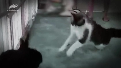 Sezon 5 Odcinek 6 - Puma niszczycielka (Puma on the Rampage)
John ożenił się z Samanthą, obiecując, że zrobi wszystko, aby ich związek małżeński trwał w szczęściu bez konflikt&oacute;w. Nieoczekiwanie źr&oacute;dłem sporu pomiędzy małżonkami staje się kot jego żony.

Źr&oacute;dło: https://www.teleman.pl/tv/Kot-z-Piekla-Rodem-Puma-Niszczycielka-2130988