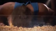 Fear Factor S02E07