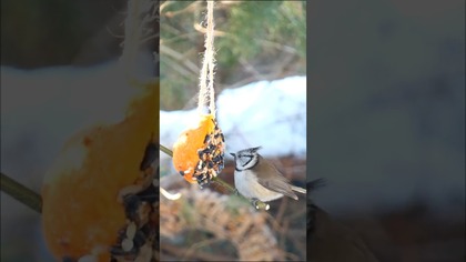 KARMNIK DLA PTAKÓW Z POMARAŃCZY z kanału @diy_art_ideas #shorts #diy #karmnik #birdfeeder #birds