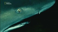 Zab&oacute;jcza Prędkość - Ocean