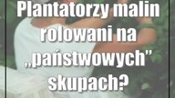 Plantatorzy malin rolowani na państwowych skupach?