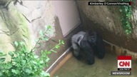 USA: 4 latek wpada do zagrody dla goryli w ZOO