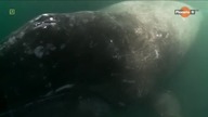 Arktyczny Kolos HD [Film Dokumentalny] Lektor