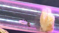 Polyrhachis dives tka swoje gniazdo.   #mrówki #dives #owady #hodowla
