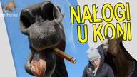 Nałogi u koni