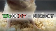 Losujący Jeż Jurek typuje zwycięzcę meczu Niemcy - Włochy