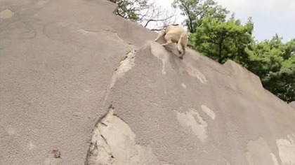 Parkour Dog