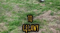 #shortsGęsi Gęgawy się pasą