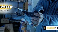 Z wizytą u kolegi Bogdana Nieradki - Linia Vos 94, Vercammen, Stihelbaut,-filmy gołębie 2021 - cz. 4