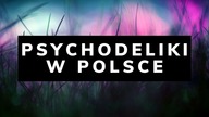 CO ZROBILIŚMY W KWESTII PSYCHODELIKÓW PRZEZ ROK? | Polskie Towarzystwo Psychodeliczne