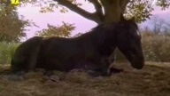Black Beauty Big girl