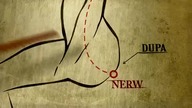 Nerw łączący