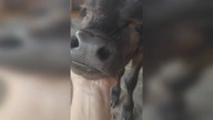 LiveLeak - Adorable calf that thinks hes a dog appreciates chin scratches
