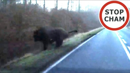 Spotkanie z żubrem na drodze #2124 Wasze Filmy