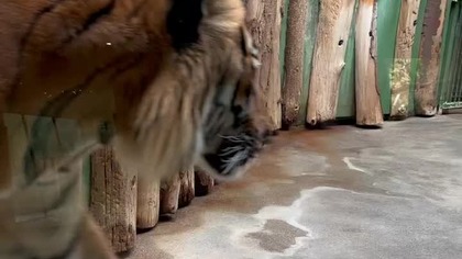 TIGER 
