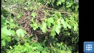 Tną drzewa - giną ptaki. Wycinka na ulicy Waszyngtona w Białymstoku
