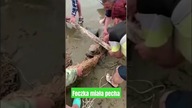 Ludzie ratowali lwa morskiego przed pewną zgubą.