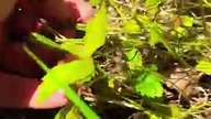 What is the difference between wild strawberry  and the ones in your garden?