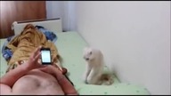 Kot Patriota