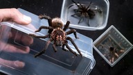 Przełożyć trzeba  Xenesthis, Theraphosa, Phormictopus