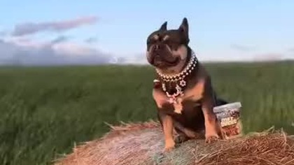 Moja obroża ozdobna.