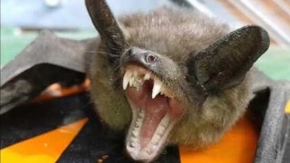 Nietoperz wampir zrobi kupe na parapet i zaatakowa kolege   The bat shit and attacked a mate