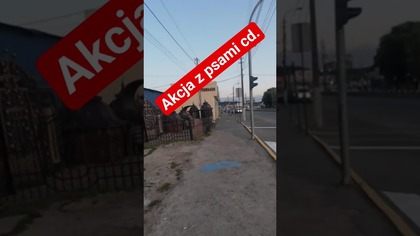 Akcja z psami cd.  #autostop #travel #travelvlog #podróże #ukraine #dog #dangerous #viral