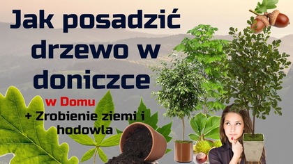 Jak posadzić drzewa w doniczce  duże drzewa w domu