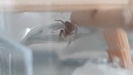 Marpissa muscosa - Rozciągnik mchuś  Skakun