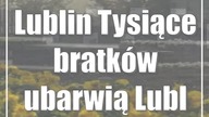 Lublin: Tysiące bratków ubarwią Lublin