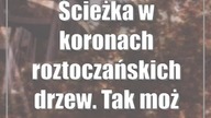 Ścieżka w koronach roztoczańskich drzew.  Tak może wyglądać