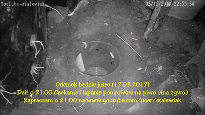 Zwiastun- Pomrów ( ślimaki bezmuszlowe, bezdomne-zwalczanie. )Czytaj opis filmu.