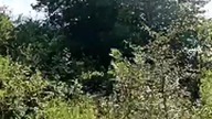 Rubikowi trochę myli się miejsce, gdzie na usiąść, ale nagrodę i tak dostaje, taki mądry! Labrador