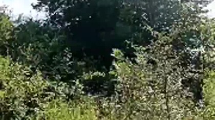 Rubikowi trochę myli się miejsce, gdzie na usiąść, ale nagrodę i tak dostaje, taki mądry! Labrador