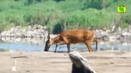 Spływ Wisłą 2020 ( Pod Gołym Niebem ) Bambi przepływa Wisłę