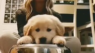 #dog #drums #funny #pets #goldenretriever