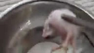 Kinues 2nd meal