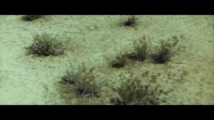 Podział 1968 lektor pl