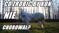 Odporność u koni (Gość specjalny: DORI!)