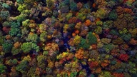 Relaxing Forest