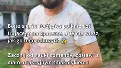Bezpieczne spacery z psem!  #PsieZabawy #SzkoleniePsa #PetSafety