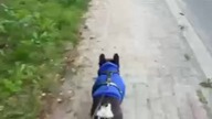 Dresik: